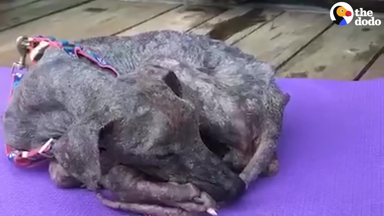 A severely emaciated, hairless grey dog curled up tightly on a purple mat, showing signs of extreme neglect and skin issues.