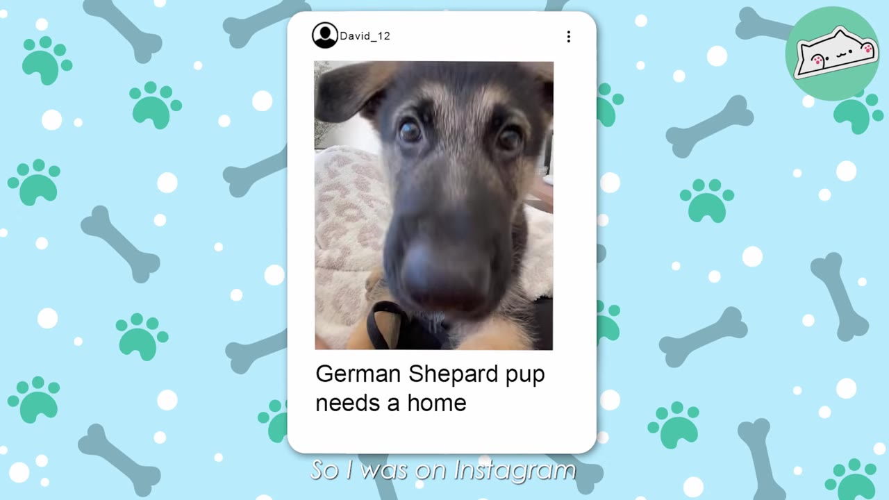A mockup of an Instagram post showing a close-up of a German Shepherd puppy with the text 'German Shepard pup needs a home' on a light blue background decorated with paw prints and bones.