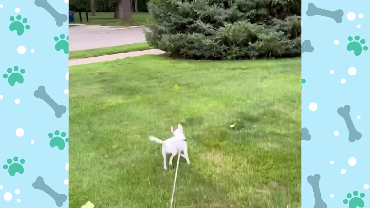 A small white dog on a leash walks across a green grassy lawn.
