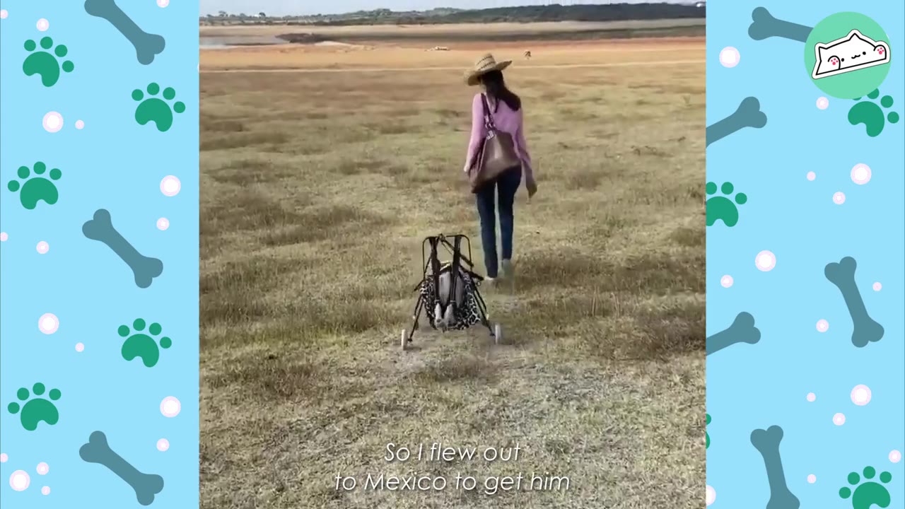 A woman wearing a sun hat and pink shirt walks away from the camera across a dry, grassy field in Mexico, pulling an empty dog wheelchair behind her.