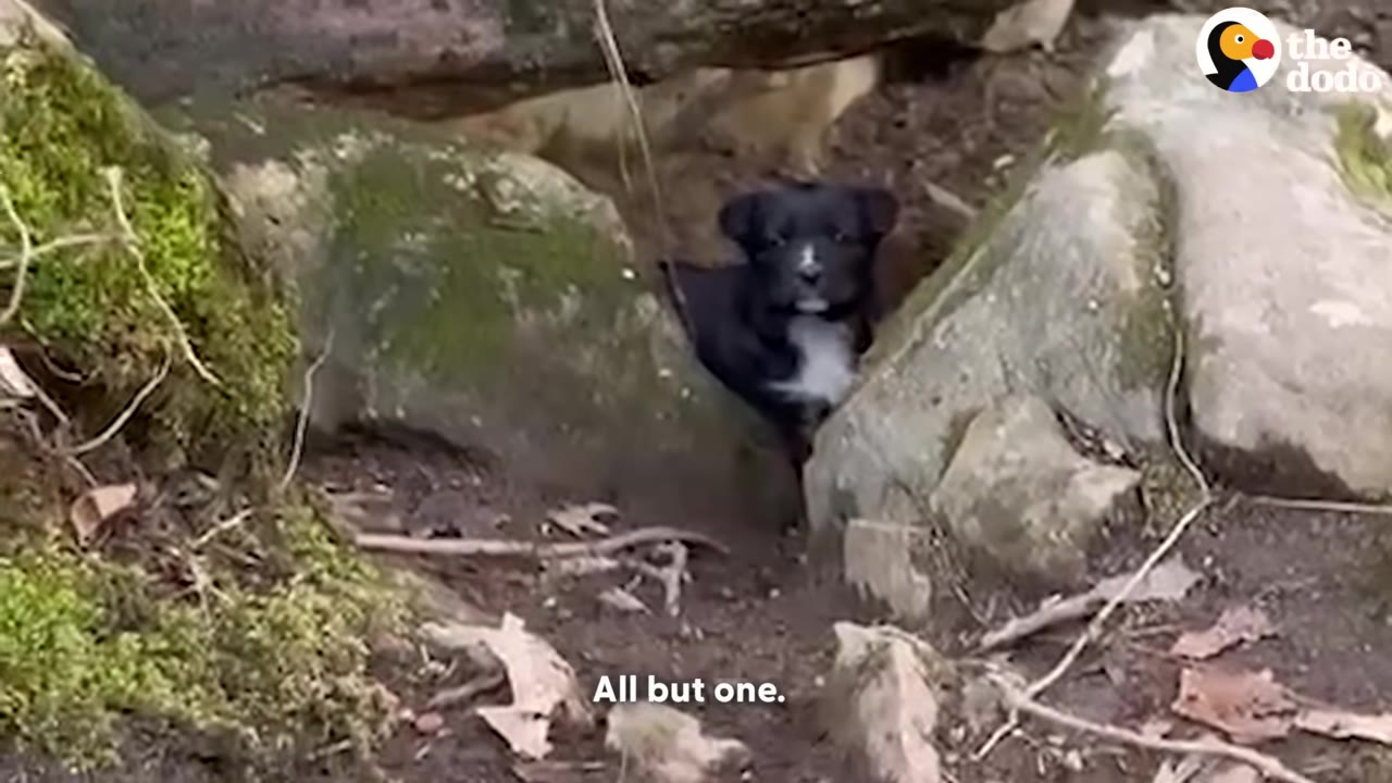 A small black puppy with a white chest peeks out from a rocky cave entrance.