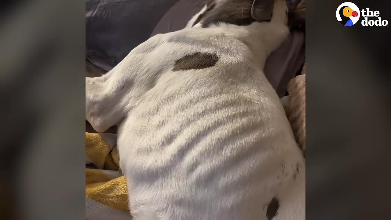 A close-up of a severely underweight white dog with brown spots lying down, with its ribs visibly protruding.