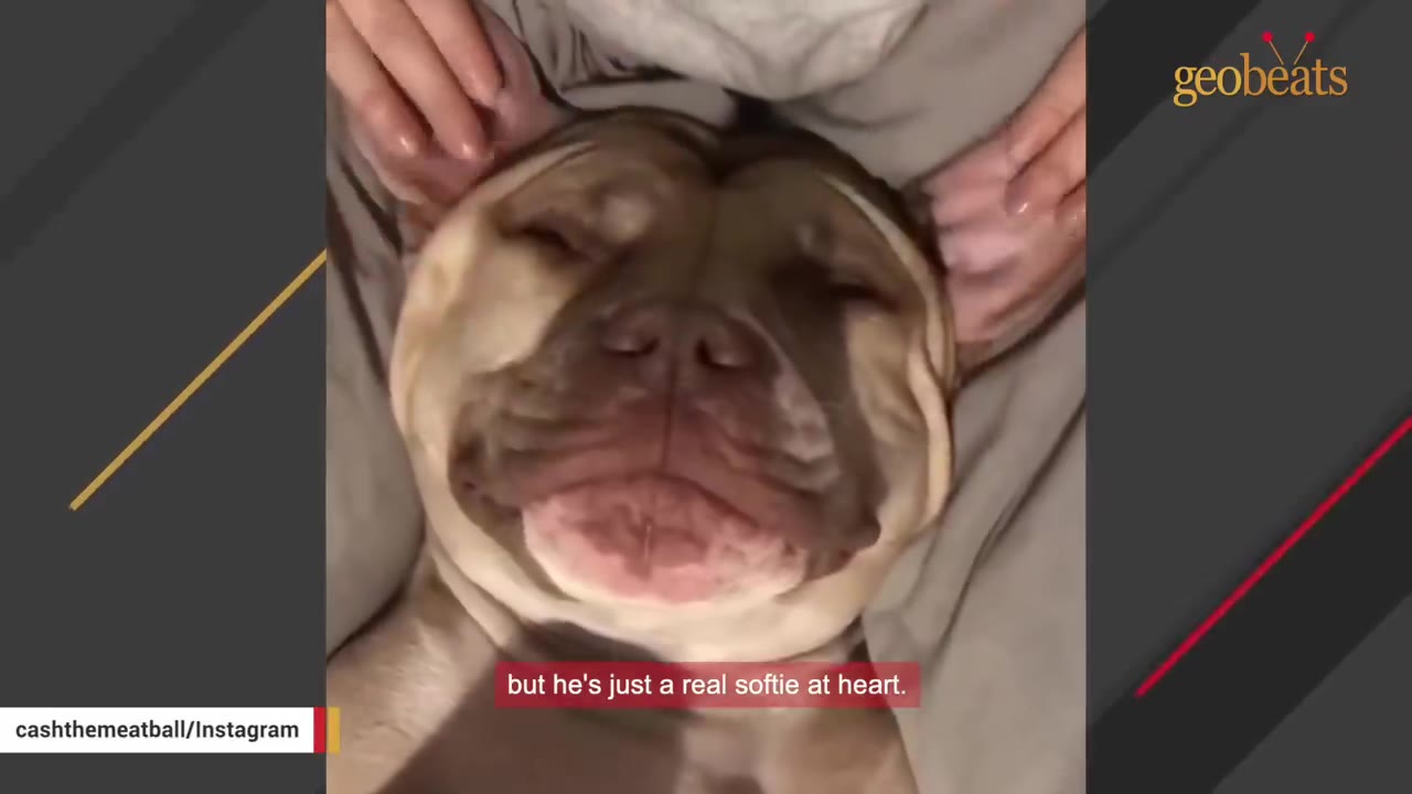 A close-up of a large tan dog lying on its back, eyes closed in contentment, as two hands gently massage its ears.