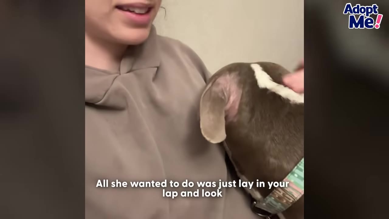 A brown and white dog rests its head against a person wearing a beige hoodie.