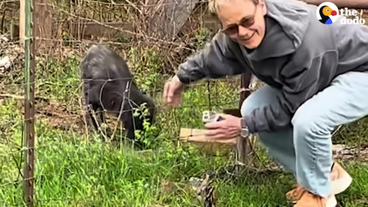 A person wearing glasses and a grey hoodie crouches near a wire fence, setting up a device on the ground while a small black animal stands nearby in the grass.