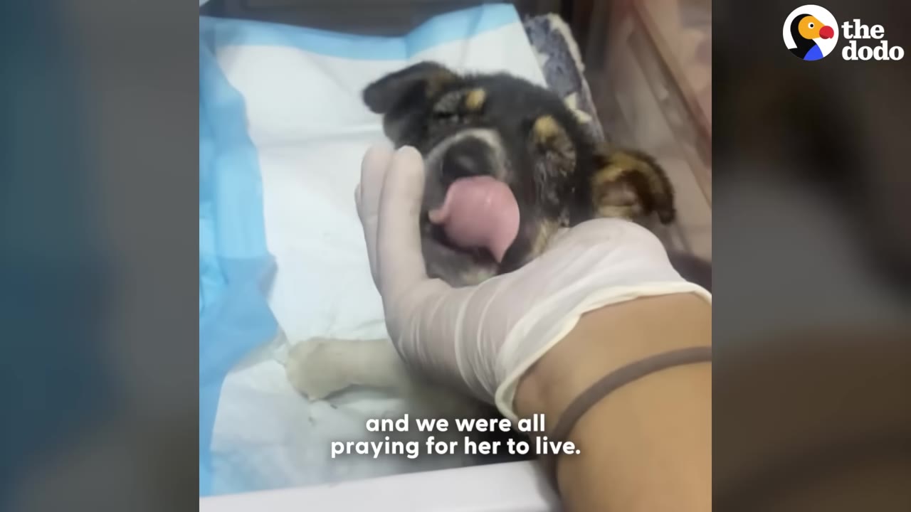 A small, weak puppy lying on a medical pad licks a gloved hand supporting its chin.