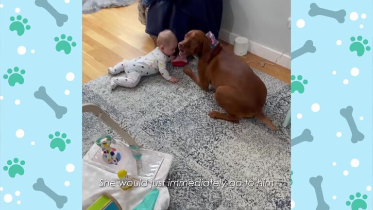 Newborn Arrived Home From The Hospital And This California Dog Seemed To Understand One Crucial Thing