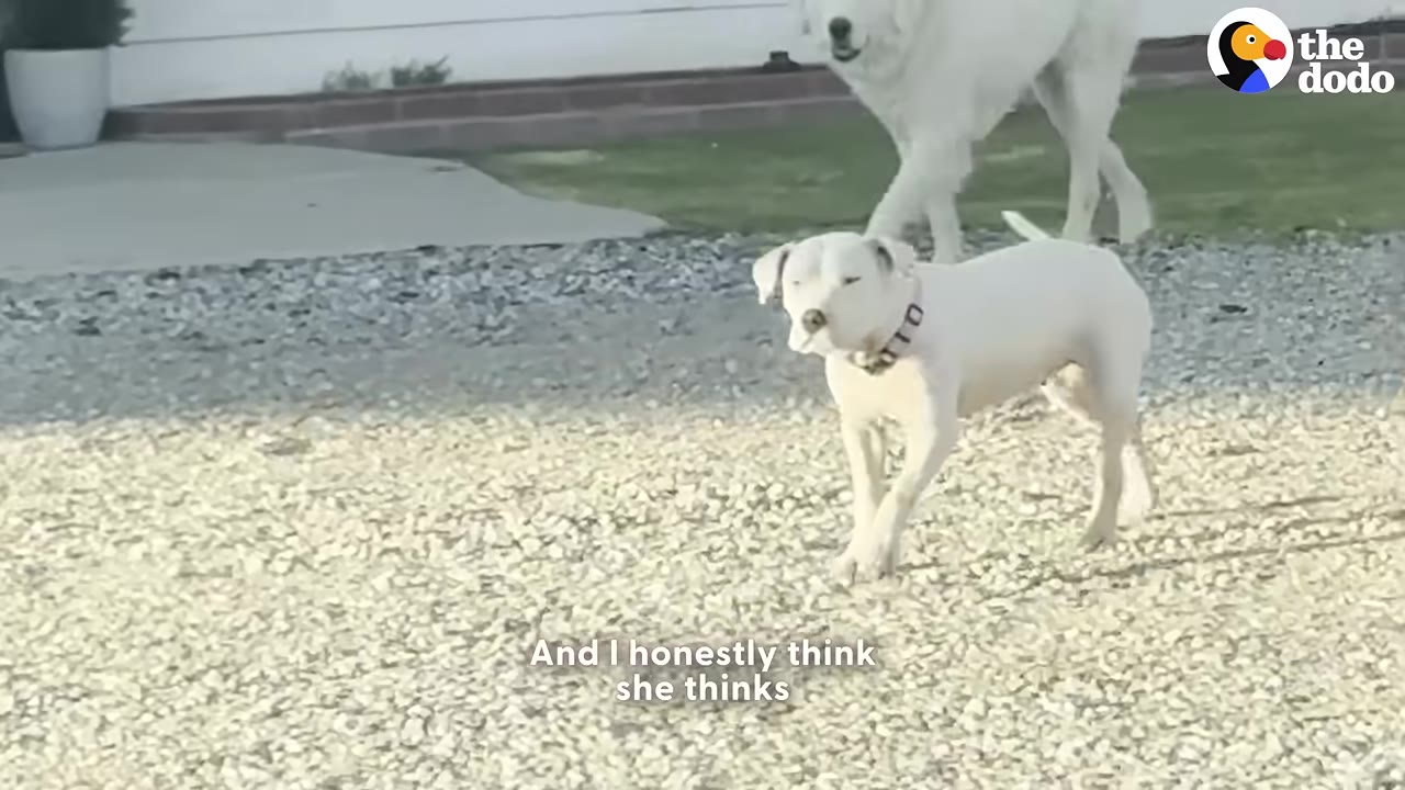 A white short-haired dog stands on a gravel driveway with a large, fluffy white Great Pyrenees dog walking behind her in the yard.
