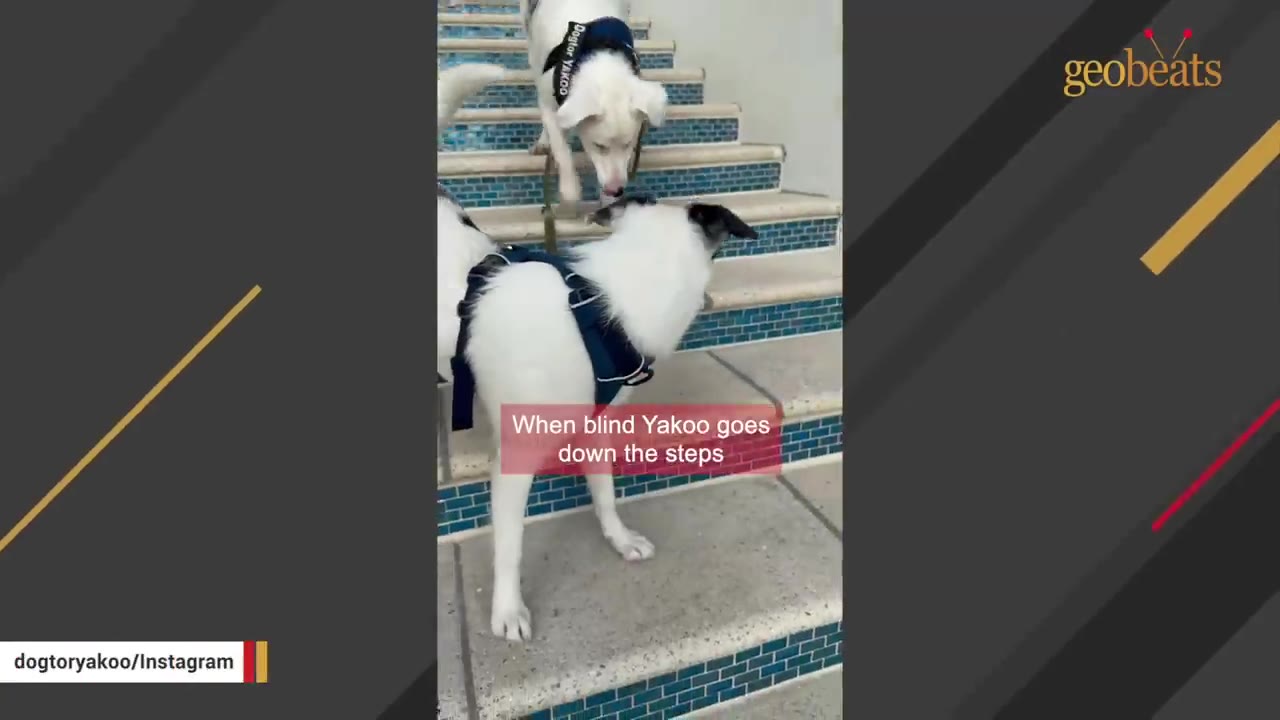 A black and white puppy wearing a harness stands on concrete steps, looking up at a larger white dog wearing a harness labeled 'Dogtor Yakoo'.