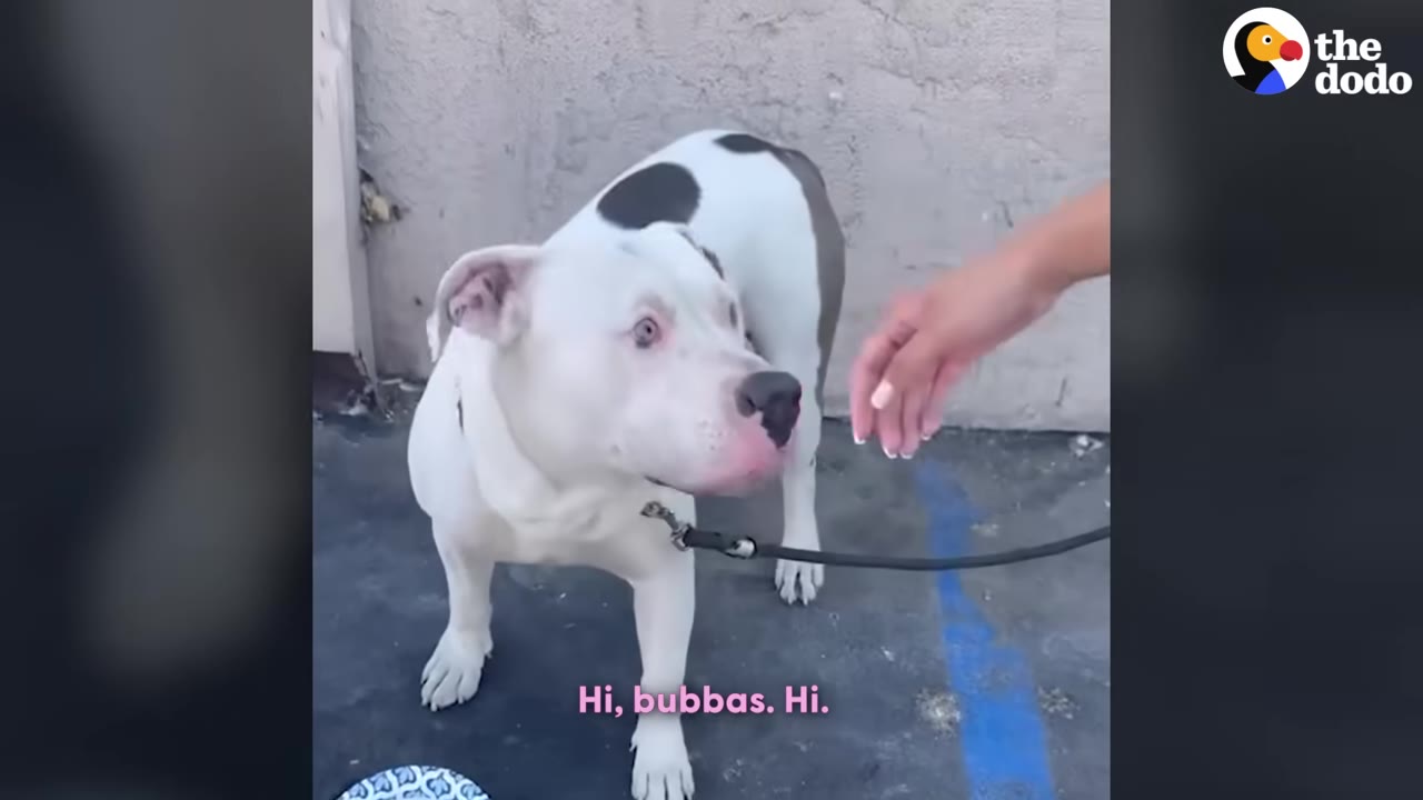 A white dog with black patches stands on a leash as a person's hand reaches out to pet him.