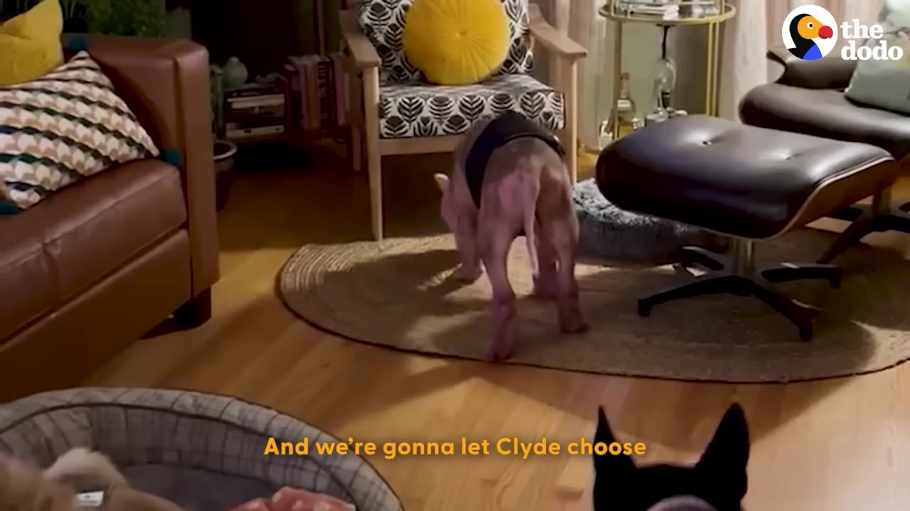 A hairless dog wearing a black belly band stands on a rug in a living room.