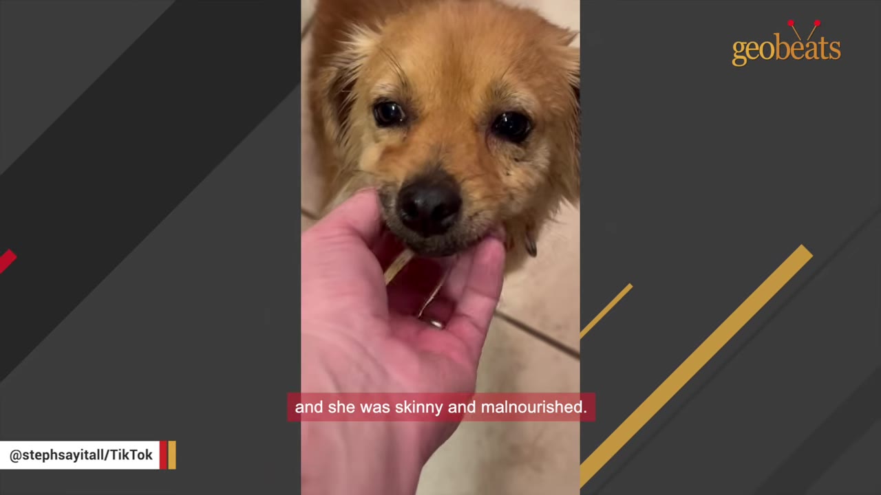 A close-up of a small, light brown dog looking up as a person's hand gently cradles its chin.