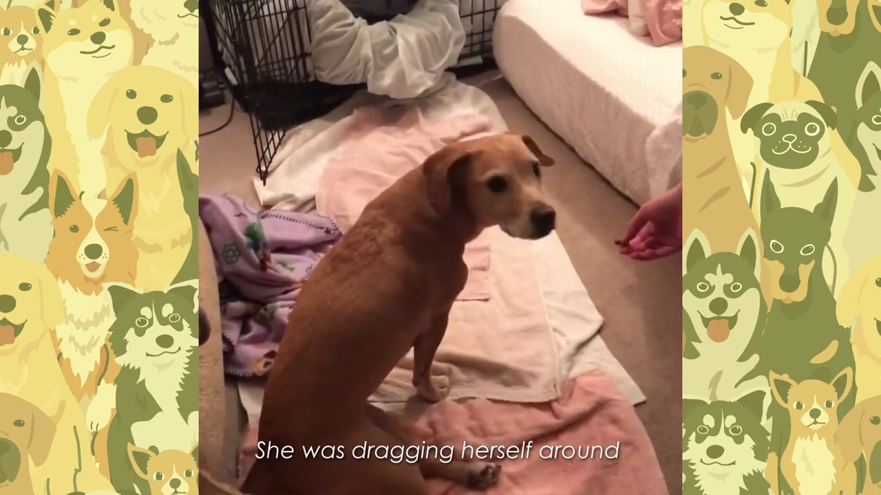 A tan dog sitting on blankets on the floor, looking back towards a hand offering a treat, with her hind legs positioned awkwardly behind her.