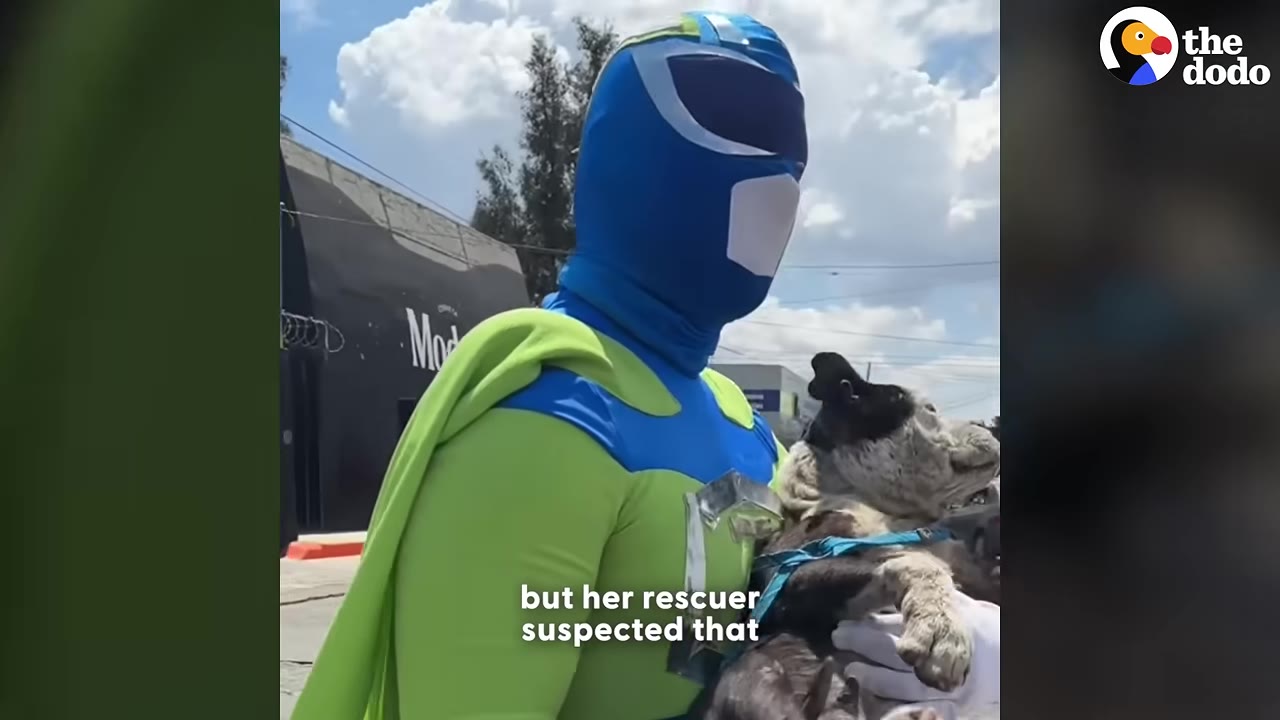 A person in a blue and green superhero costume holding a dog outdoors on a street.