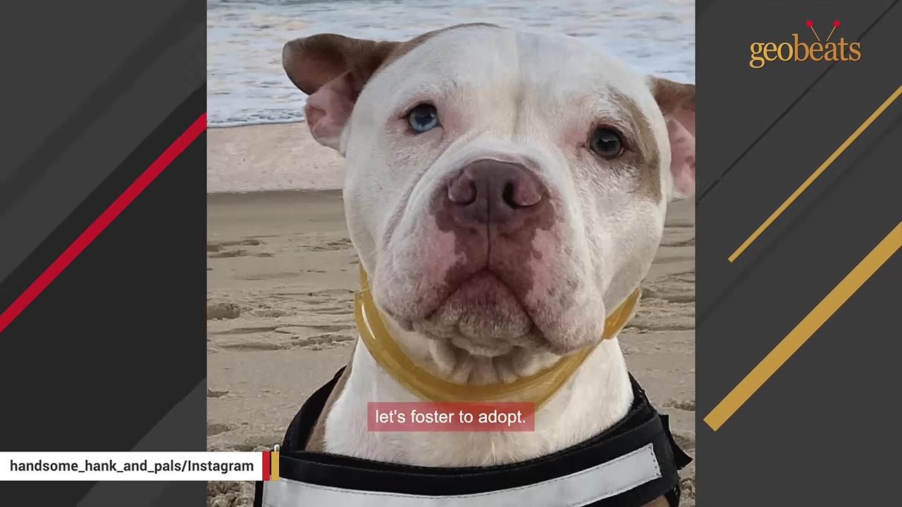 A close-up portrait of a white and brown dog with one blue eye and one brown eye, wearing a harness on a sandy beach.