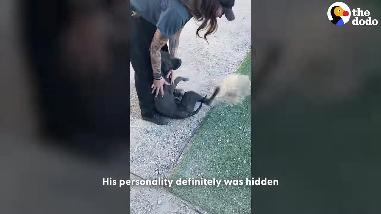 A rescuer with tattoos on her arm bends down to pet a playful grey dog rolling on its back on a gravel path next to artificial turf.