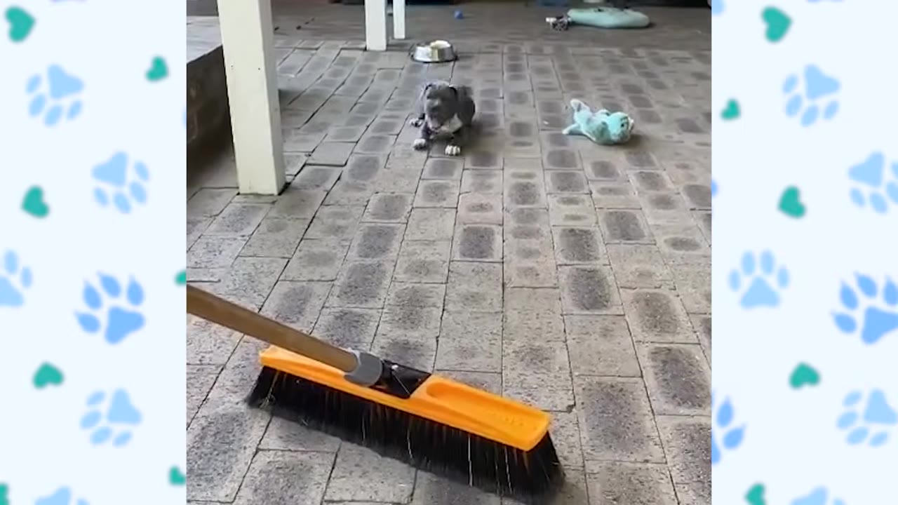 A small grey puppy crouches on a brick patio, looking warily at an orange and black broom in the foreground.