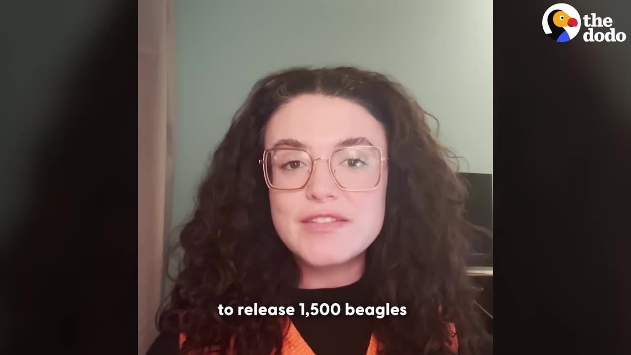 A woman with curly dark hair and glasses speaks to the camera, with a caption below reading 'to release 1,500 beagles'.