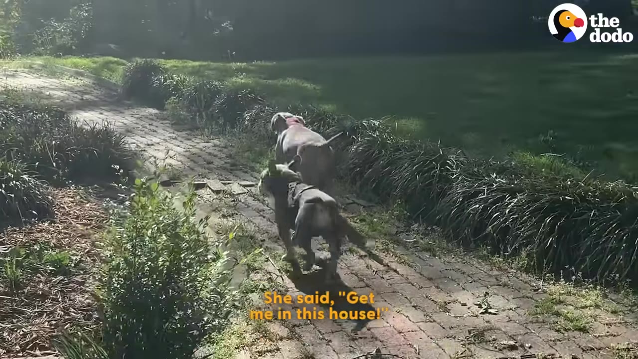 Two dogs running eagerly up a brick garden path towards a house.