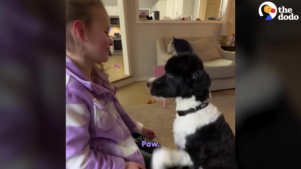 A young girl in a purple jacket sits on the floor looking at a black and white dog sitting in front of her.