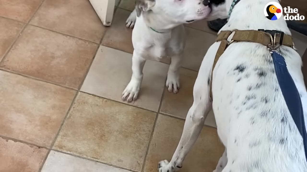 A white dog with a green collar sniffs a white dog with black spots on a tiled floor.
