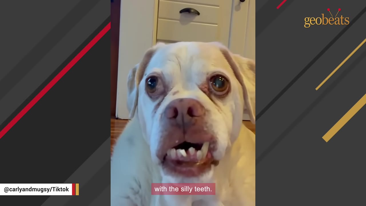 A close-up of a light-colored dog with large, bulging eyes and a prominent underbite showing crooked lower teeth.