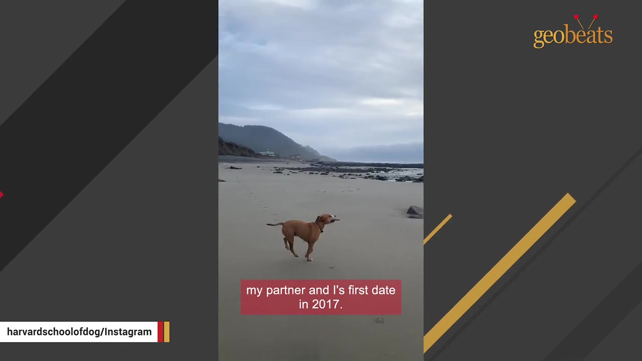 A brown dog runs across a sandy beach with a stick in its mouth under a cloudy sky, with a subtitle that reads 'my partner and I's first date in 2017.'