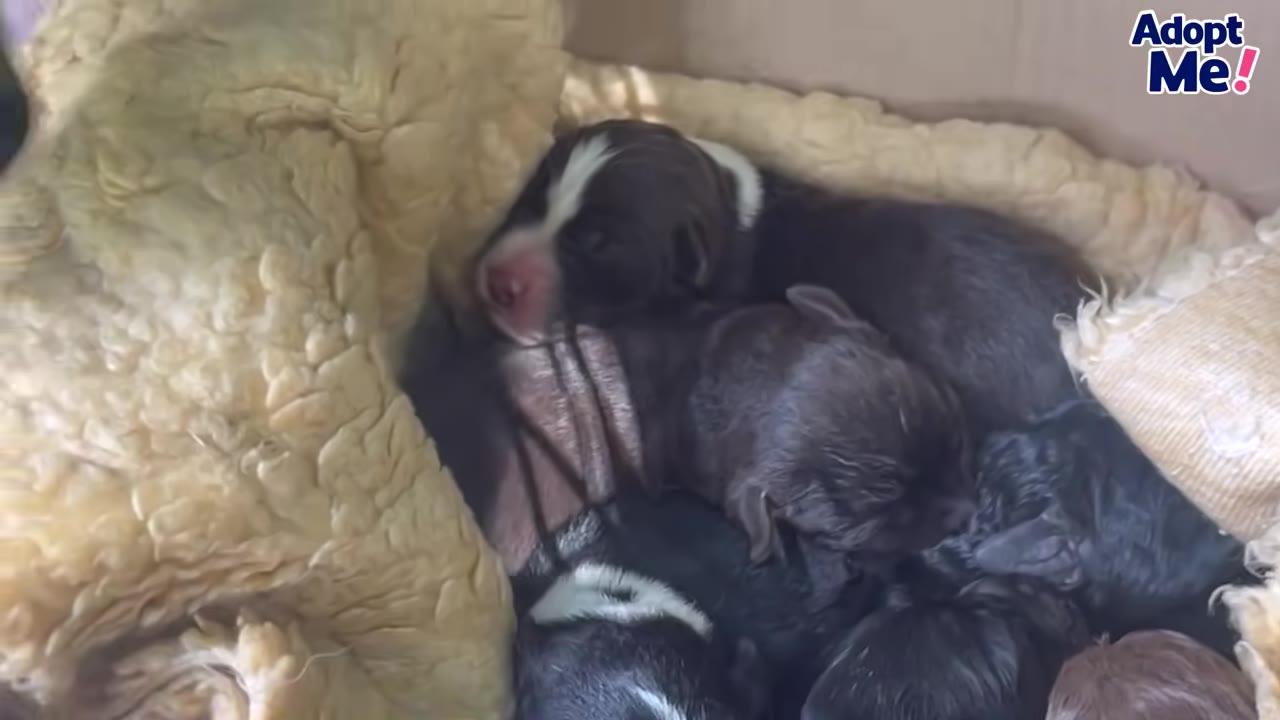 A group of tiny, newborn black and white puppies huddled together on a soft yellow blanket inside a box.