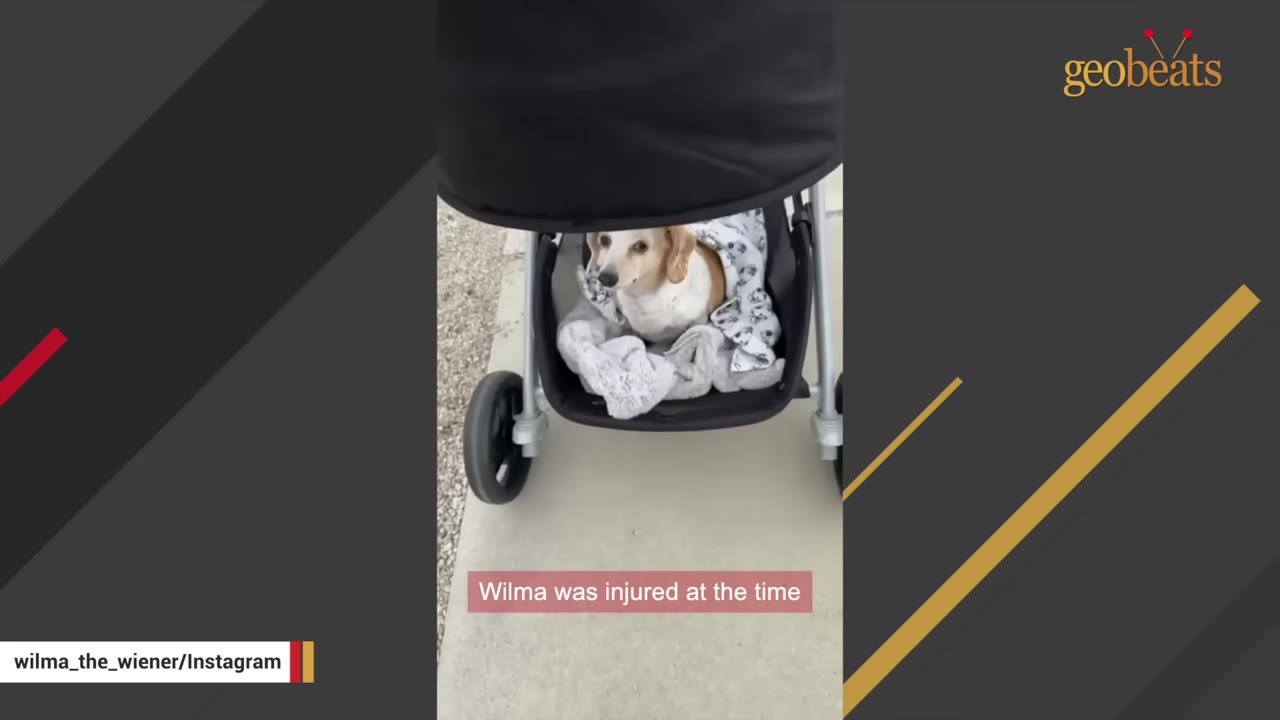 A small dachshund dog named Wilma sitting in the bottom storage basket of a stroller, wrapped in blankets.