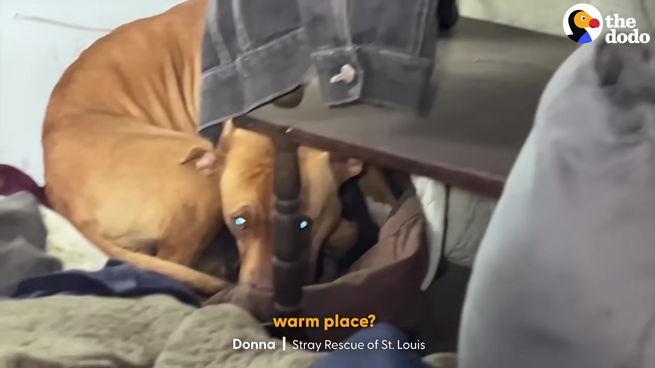A brown dog curls up defensively under a wooden table in a cluttered room, looking directly at the camera with glowing eyes.
