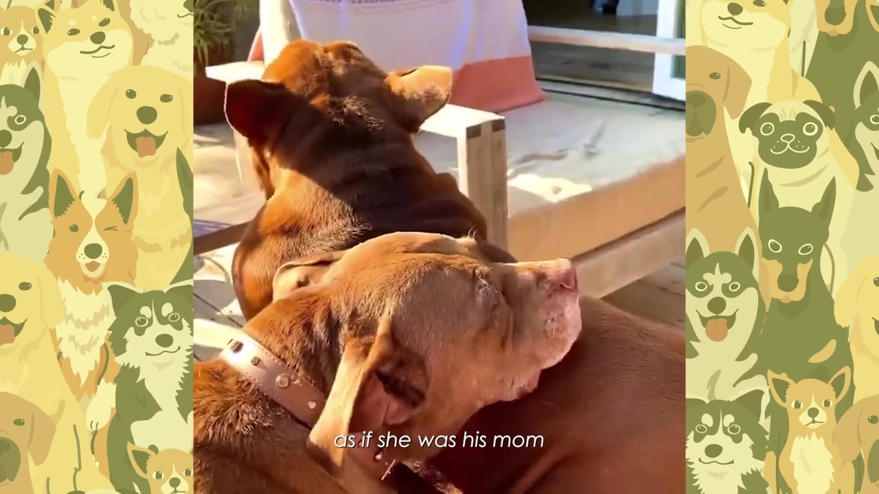 A senior brown dog affectionately rests her head on the back of another brown dog while sitting outdoors.