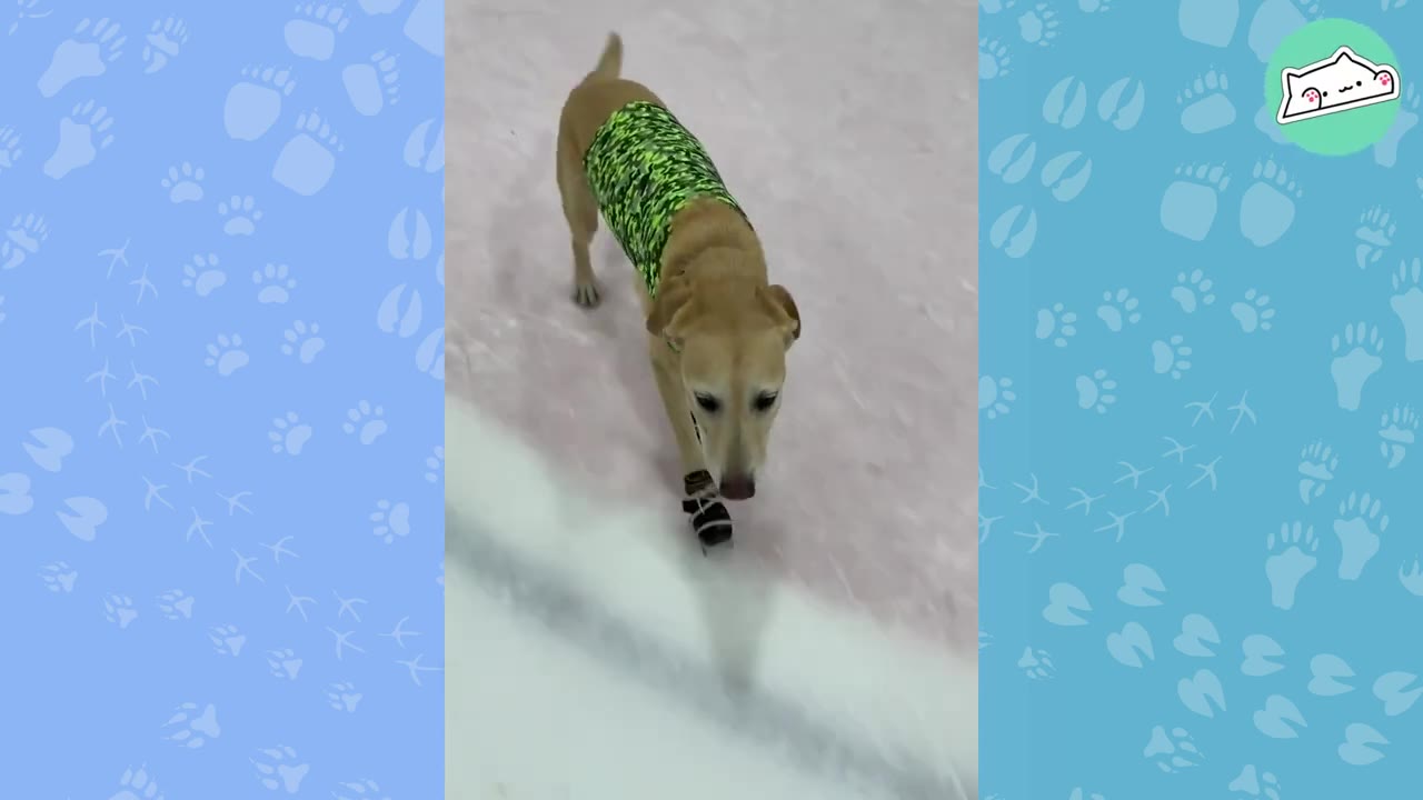 A yellow Labrador retriever wearing a green patterned vest and small ice skates walks on an ice rink.