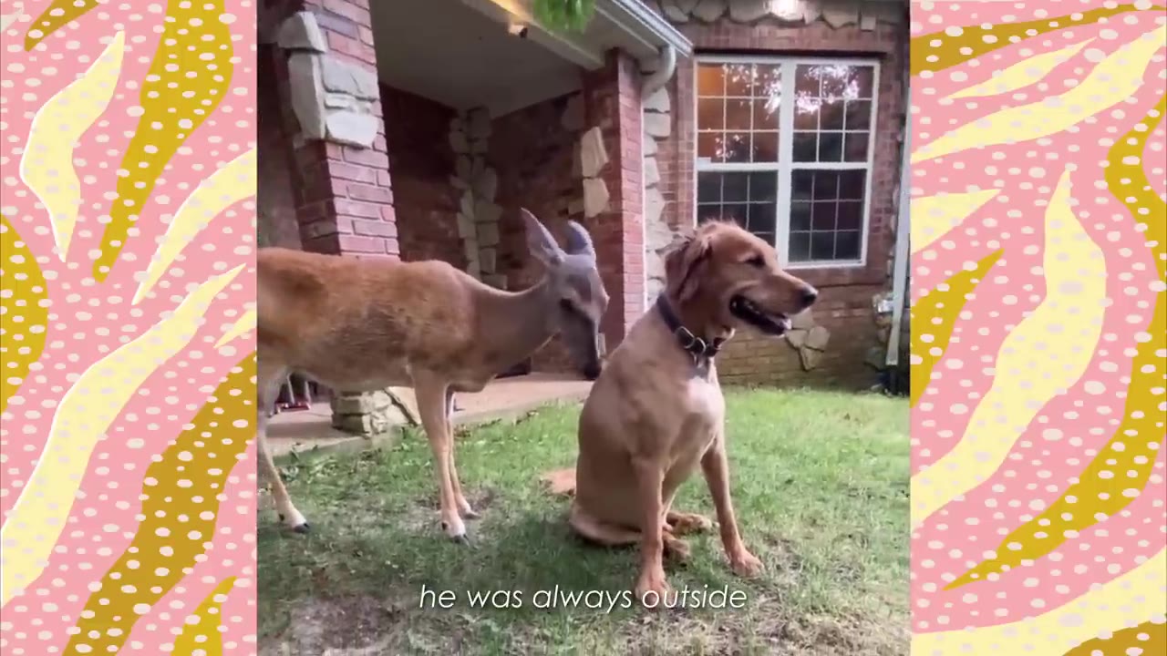 A young deer stands on a grassy lawn next to a golden retriever dog sitting upright in front of a brick house.