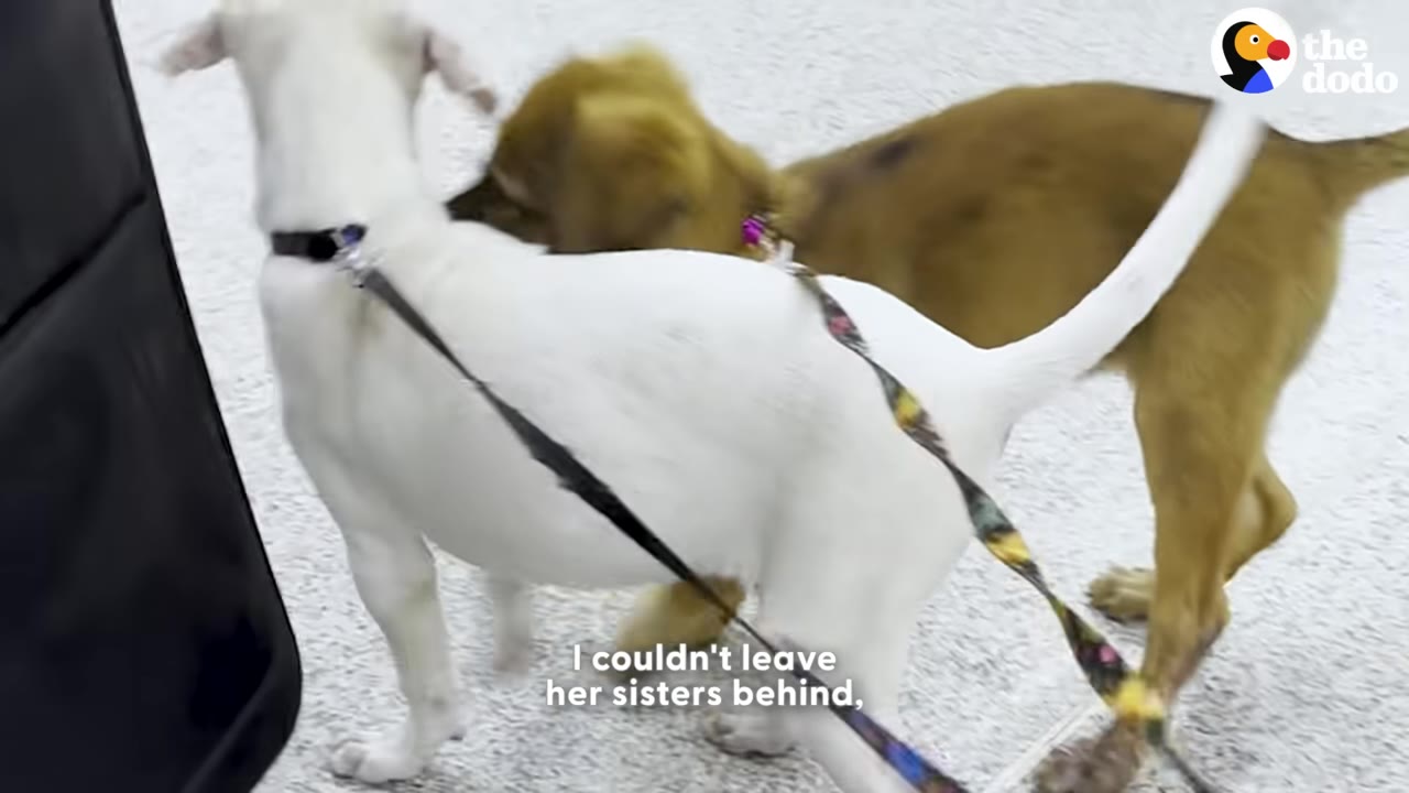 A white dog and a brown dog on leashes standing next to each other.