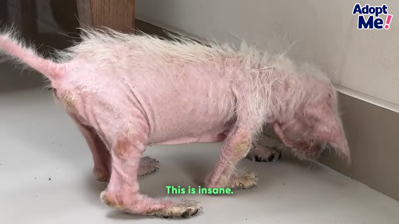 A small, frail puppy with severe hair loss and scabby pink skin struggling to stand on a tiled floor.