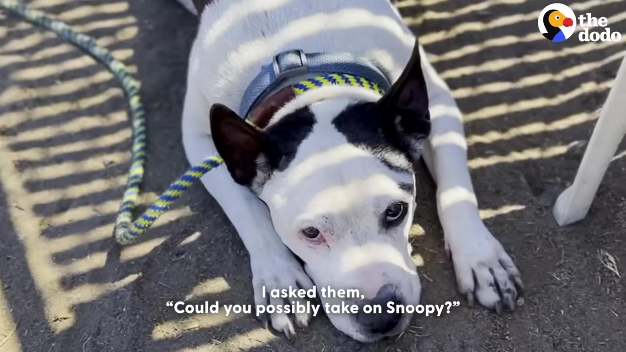 A black and white dog named Snoopy lies on the ground looking up with a sad expression under slatted shadows, with a caption that reads, 'I asked them, "Could you possibly take on Snoopy?"'