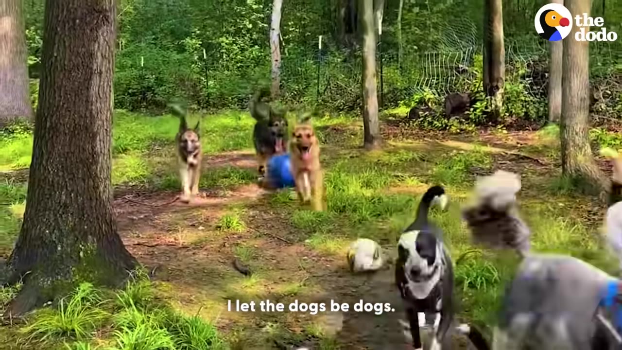 A pack of dogs of various breeds happily run and play in a grassy, fenced-in wooded area.