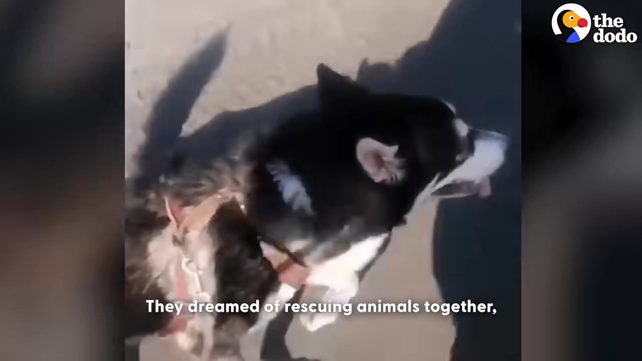 A black and white husky dog on a leash, looking up.