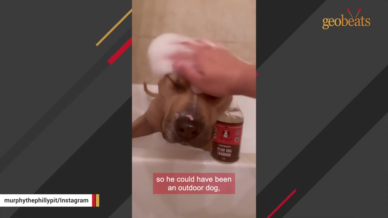 A brown dog sits in a bathtub while a hand gently rubs soapy lather onto its head next to a bottle of dog shampoo.