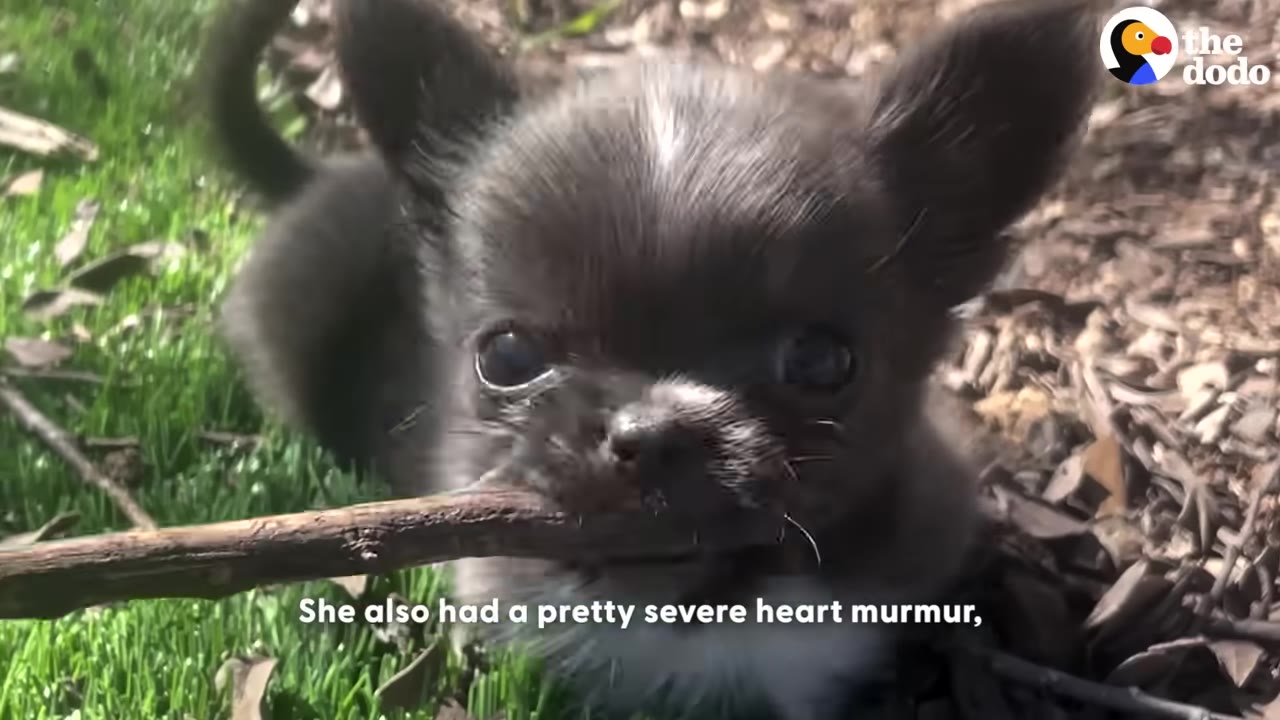 A close-up shot of a tiny, dark-furred puppy holding a small wooden stick in its mouth while sitting on grass and mulch.