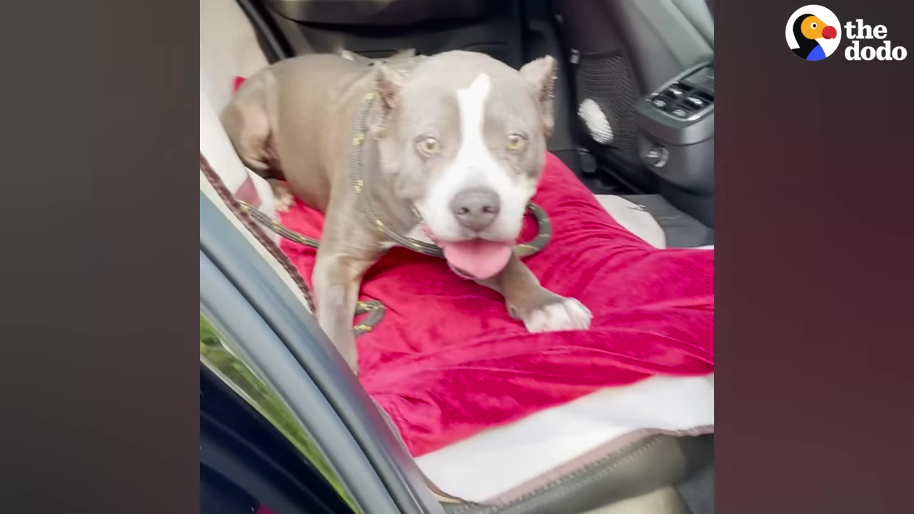 A gray and white pit bull sits on a red blanket in the back seat of a car, looking forward with its tongue out.