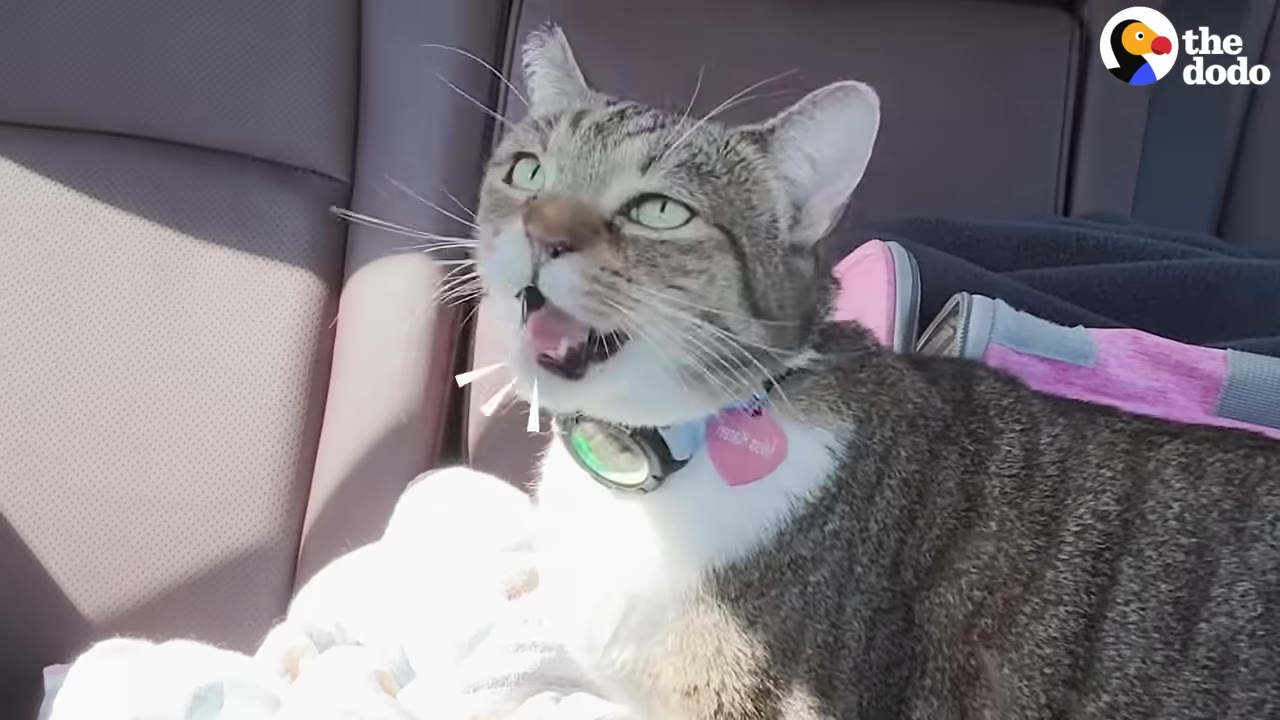 A tabby cat with a pink collar tag that reads "Miss Karen" meows while sitting in a car seat.