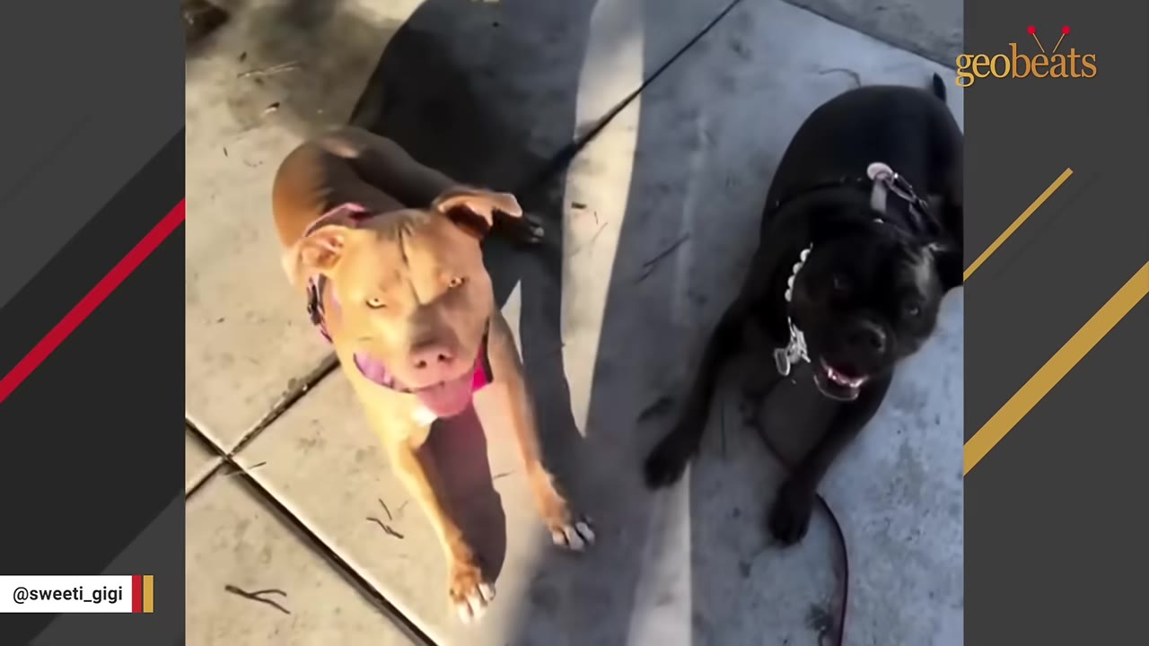 A tan pit bull-type dog and a black dog sit side-by-side on a concrete sidewalk, looking up toward the camera.