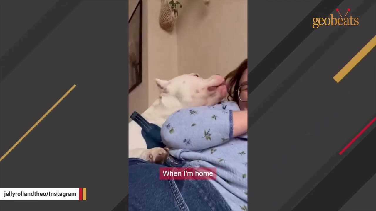 A white dog with cropped ears cuddles affectionately with a person wearing glasses and a blue floral shirt.