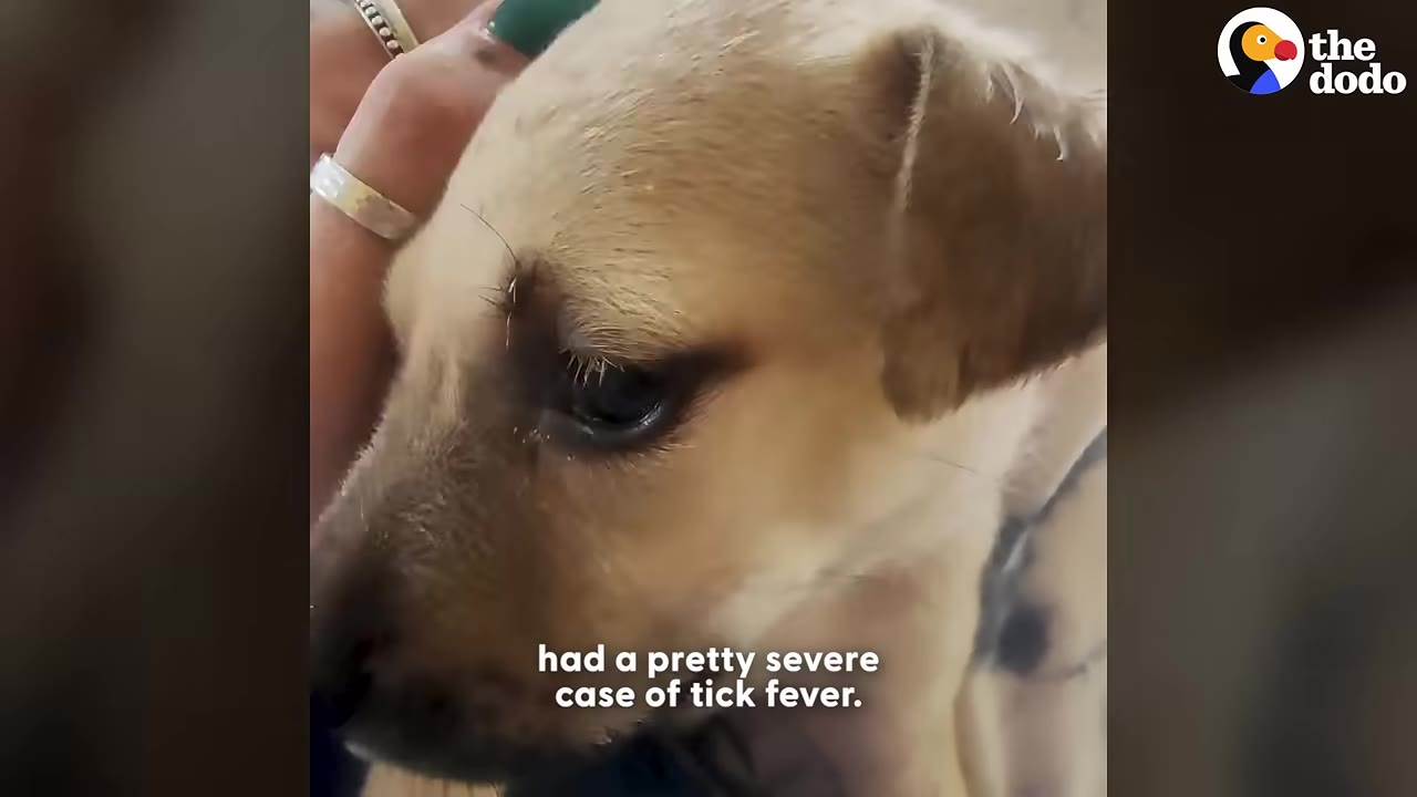A close-up of a small, light brown puppy being gently held by a hand with rings, with text on screen reading 'had a pretty severe case of tick fever.'