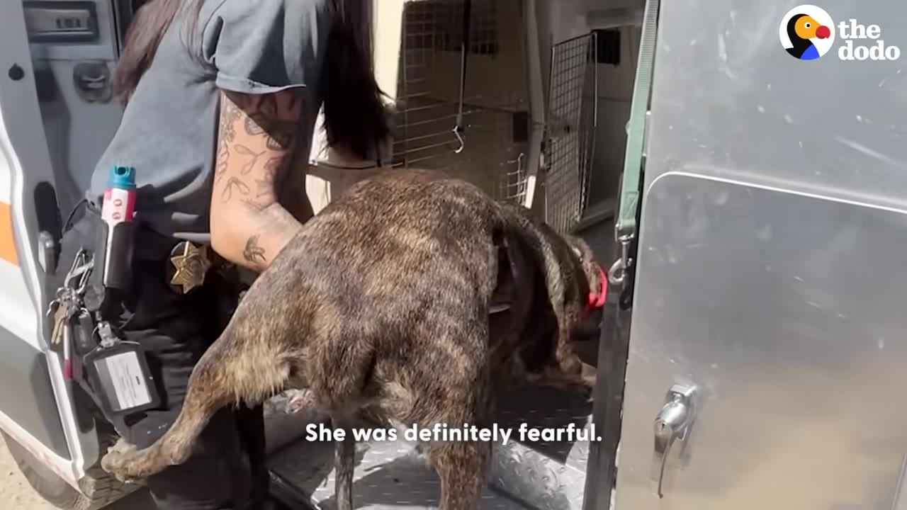 A person with tattooed arms gently guides a brindle dog into the back of a transport vehicle.