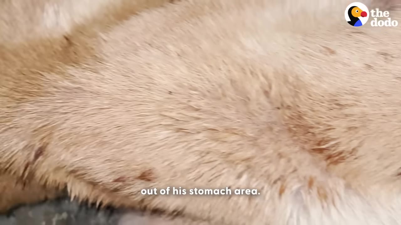 A close-up shot of a light brown dog's fur and skin being examined.
