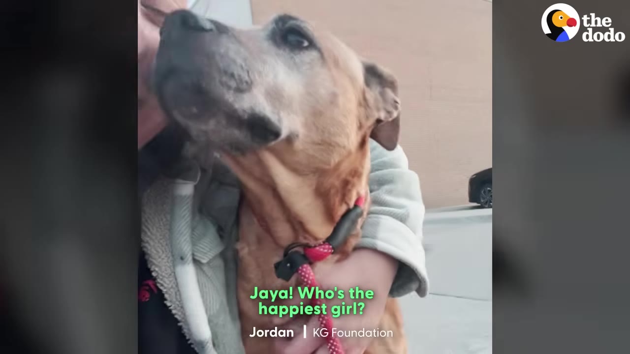 A close-up shot of Jaya, a light brown dog, being lovingly embraced by a person wearing a light-colored jacket.