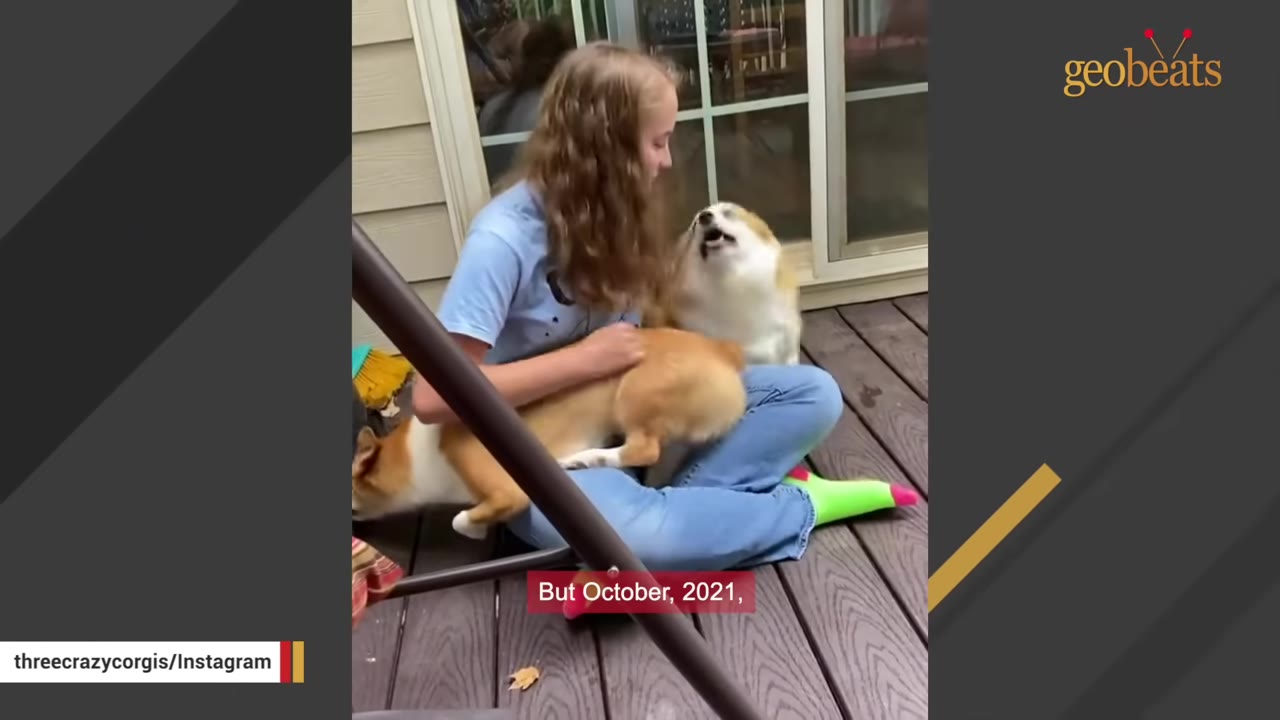 A young girl with long curly hair sits cross-legged on a wooden deck, petting a corgi that is sitting in her lap while another corgi lies nearby.