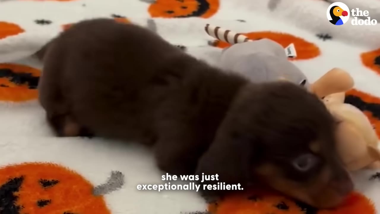 A small brown dachshund puppy lies on a white blanket patterned with orange pumpkins, looking forward with wide eyes.